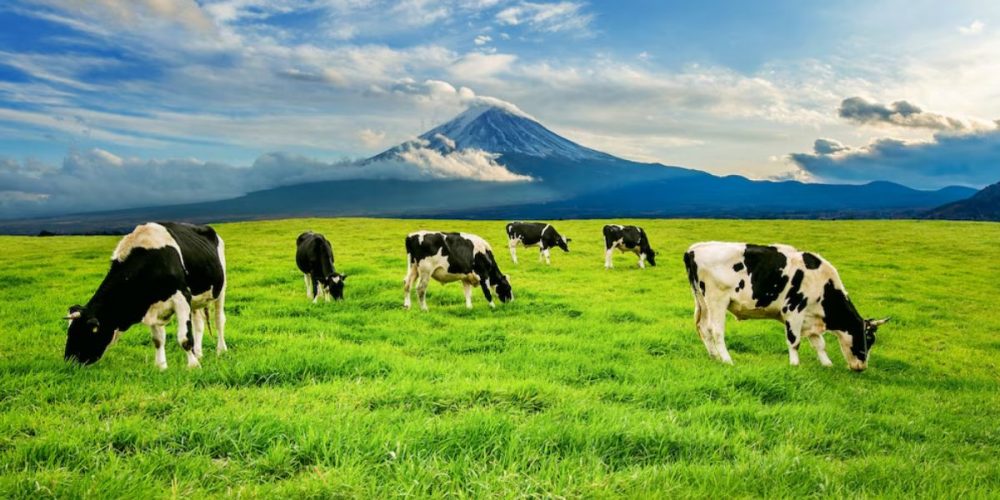 farm farm